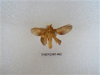 藏品(平緣枯葉蛾)的圖片